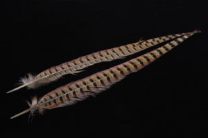 Ringneck Pheasant Tail Feather-0
