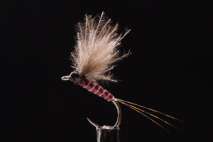 AB CDC Dun cherry-0