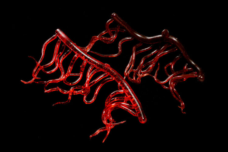 Mini Squiggle Worms