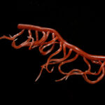 worm brown