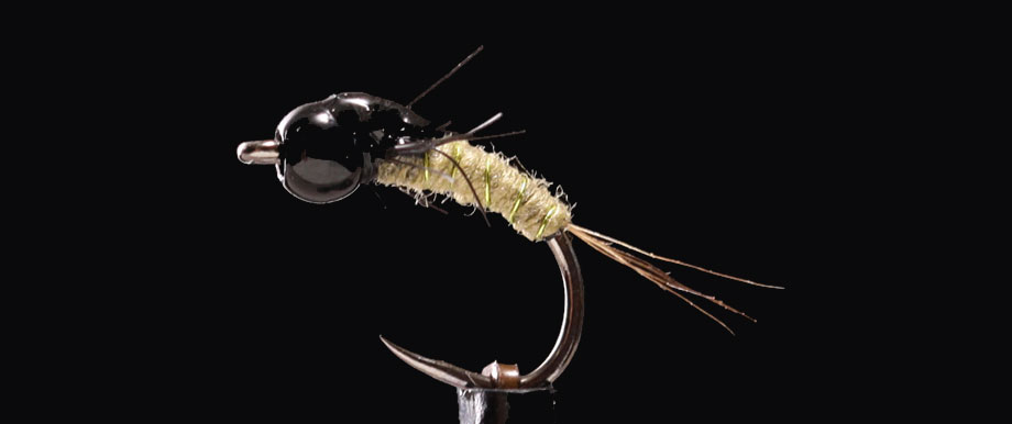 Baetis Nymphe