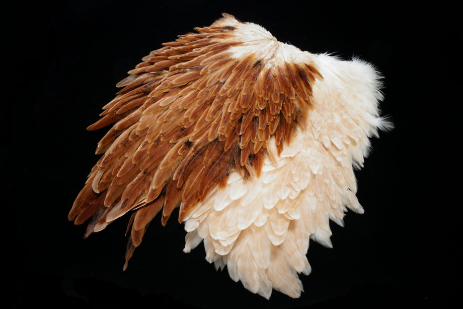 Whiting Hen Saddle